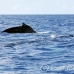 whale_humpback_h_01105_dom3325.jpg